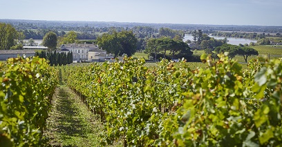 Chateau Dauphine resize - Vineyard of the hills